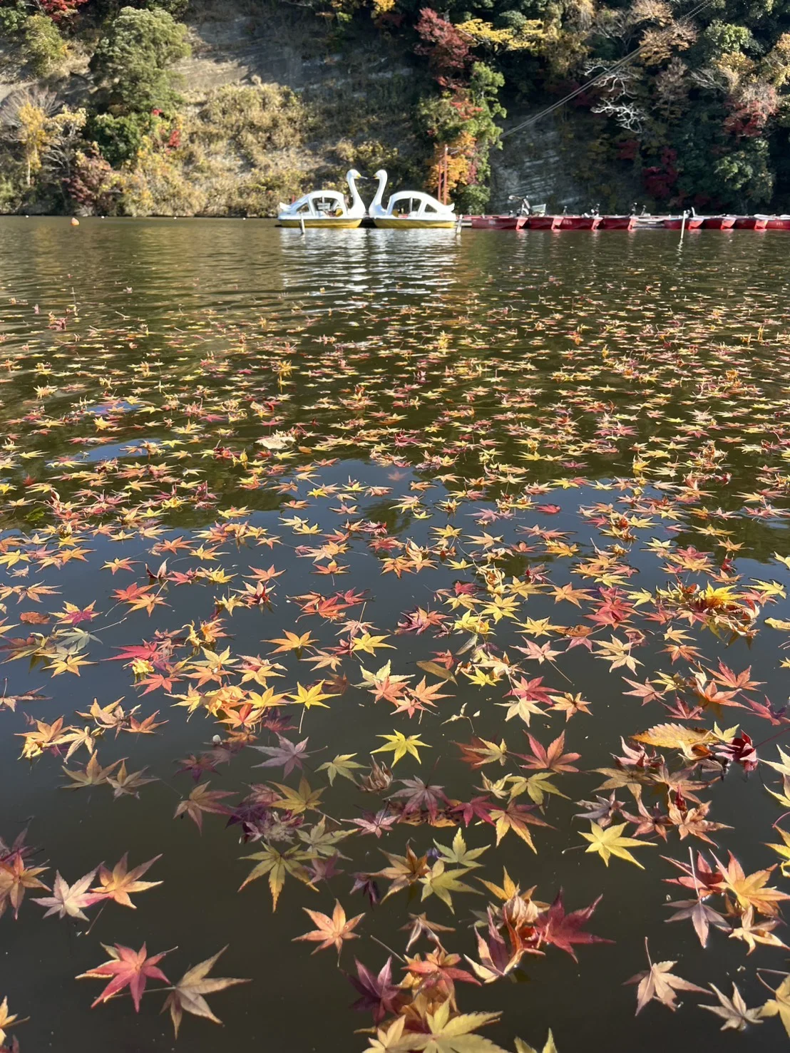 亀山湖 紅葉船クルーズ